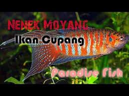 Youta meets a young paladin, and discovers that he is the only man inhabiting that planet, and that its inhabitants are extremely 'weak' to his presence. Pertarungan Cupang Jumbo Paradise Youtube