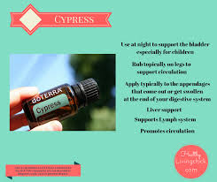 Hemorrhoids This Oils Has Amazing Benefits Dōterra Cypress Hemorrhoids Treatment Hemorrhoids Hemorrhoid Remedies