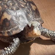 Warren P. with Daisy, Penny, and George