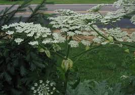 Image result for Physotrichia heracleoides