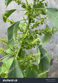 Image result for Acalypha fruticosa