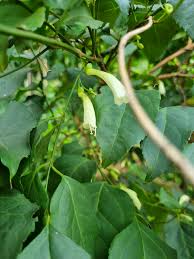 Image result for Halleria elliptica