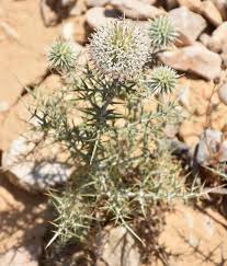 Image result for Zygophyllum leucocladum