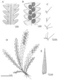 Image result for Lellingeria