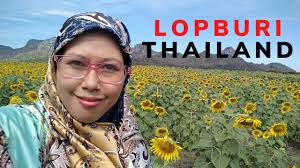 Bunga matahari yang sedang mekar di lopburi. Lopburi Thailand Sun Flower Field Thailand Kebun Bunga Matahari Thailand Youtube
