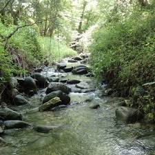 Image result for Polyspatha hirsuta