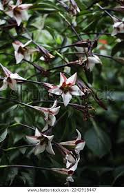 Image result for Rothmannia