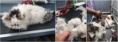 Affected cats are lightly sedated and their hair coats are shaved to remove all affected mats. Guide To Grooming Cats Puppify Pet Store Mobile Grooming