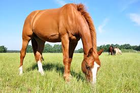 Wer ein pferd reitet borgt sich freiheit. Sonnenbrand Beim Pferd Erkennen Behandeln Vorbeugen Equidocsequidocs