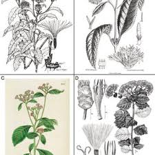 Image result for Vernonia amblyolepis
