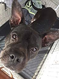 This french bulldog nicknamed mouse sold and went to a new family. Colorado Springs Co French Bulldog Meet Brice A Pet For Adoption