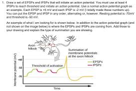 An inhibitory postsynaptic potential (ipsp) is a kind of synaptic potential that makes a postsynaptic neuron less likely to generate an action potential. 1 Draw A Set Of Epsps And Ipsps That Will Initiate Chegg Com