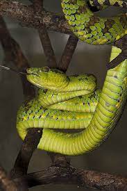 Philippine Pitviper Trimeresurus Flavomaculatus Trimeresurus Flavomaculatus Viperidae Is A Venomou Reptiles And Amphibians Reptile Snakes Beautiful Snakes