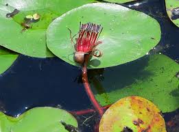 Image result for Brasenia