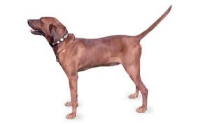 Every girllyrics:uh i like a long haired thick red bone open up her legs the. Redbone Coonhound Dog Breed Information Pictures Characteristics Facts Dogtime