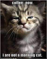 Coffee Cat Funny Animals Funny Cats Funny Cute