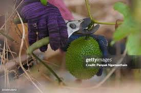 Image result for Momordica balsamina