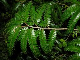 Image result for Copaifera