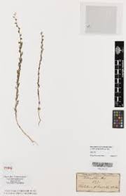 Image result for Crotalaria filicaulis