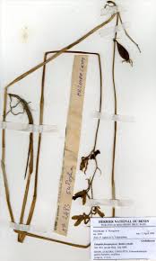 Image result for Eulophia flavopurpurea