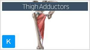 The hip joint is the articulation of the pelvis with the femur, which connects the axial skeleton with the lower extremity. Hip Adductors Anatomy Innervation Supply Function Kenhub
