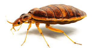 Eliminating the source and reducing the population. Bed Bugs Knox Pest Control