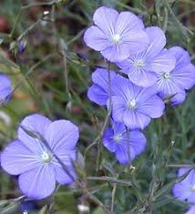 Linum Perenne Nanum Saphir Blauer Stauden Lein Vi Viii Hohe 25cm Z4 Die Sehr Zahlreich Erscheinenden Bluten Sind Nicht Stauden Pflanzen Blumen Pflanzen