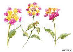 Watercolor Lantana Flower Set Lantana Flower Plant Sketches Flower Painting