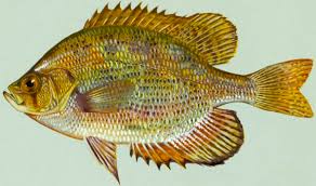 Image result for Ottelia fischeri