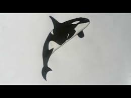 Learn to draw a killer whale jumping out of the water like. How To Draw A Killer Whale Orca Easy Drawing For Kids Youtube