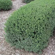 Image result for Rawsonia