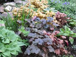 Coral Bells Heuchera And Hosta Lawn And Garden Coral Bells Heuchera Tropical Garden Design