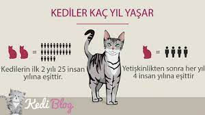 kediler kac yasina kadar buyur kedi hayvanlari blog
