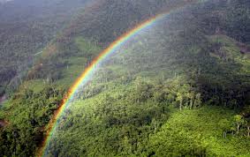 Cuáles son las ventajas y los límites de la reforestación para ayudar al  clima? - Ojo al Clima