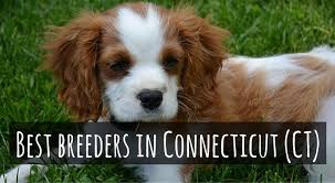 Best Cavalier King Charles Spaniel Breeders In Connecticut King Charles Cavalier Spaniel Puppy Cavalier King Charles Spaniel Cavalier King Charles
