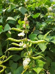 Image result for Cyamopsis tetragonoloba