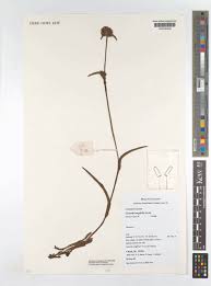 Image result for Cyanotis longifolia