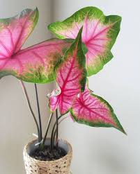 House Plants Image By Nrstyle On Flower Pots In 2020 Plants Succulent Garden Design