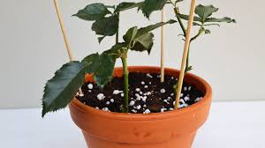 Image result for cuttings of roses