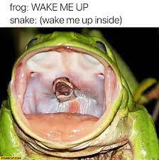 Frog Wake Me Up Snake Wake Me Up Inside Starecat Com