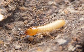 It is estimated that termites cause more damage than fire and storms put together!!! Termite Control Nj Bugaboo