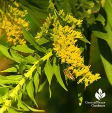 Bee On Goldenrod Central Texas Gardener Texas Landscaping Central Texas Garden Tours
