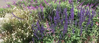 It has been used by their shamans for centuries for healing during spirit journeys. Visit Centennial Parklands Salvia Sage Centennial Parklands