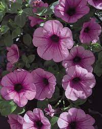 Surfinia Pink Veined Petunia Hybrid Petunia Flower Petunias Plants