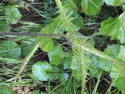 Image result for Sonchus schweinfurthii