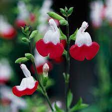 31 Salvia Varieties That Will Look Stunning In Your Garden Salvia Hot Lips Plant Salvia Plants