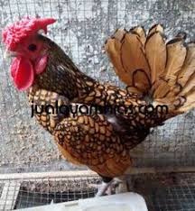 Ayam Batik Kanada Cokelat Gold Dewasa Rooster Animals