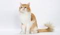 Siberian Cat Breed Profile | Petfinder
