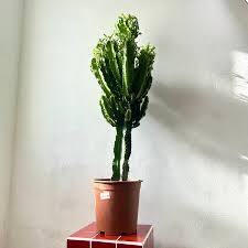 Image result for Euphorbia ingens