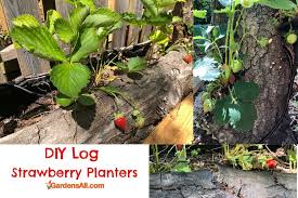 I'm sure this takes some artistry as once the pot is thrown, angled holes are cut in the side and i suspect they're not easily transportable and a few don't make it through the firing process. Ideas For Strawberry Planters Diy And To Buy Gardensall